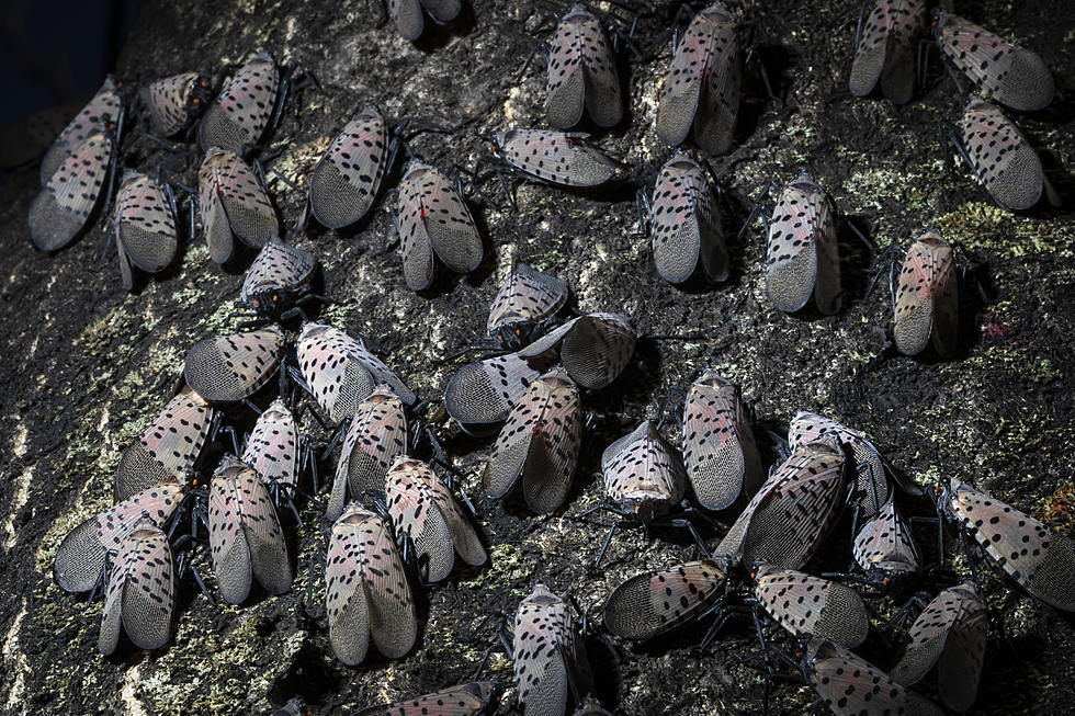 Has anyone else in NJ noticed this about spotted lanternflies?