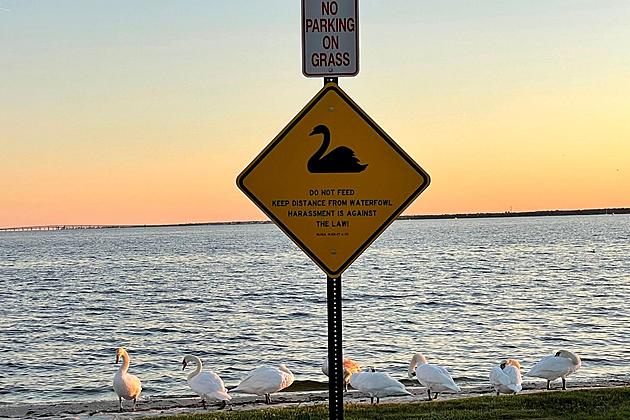 Brick, NJ group fights to reunite rescued swan with its family