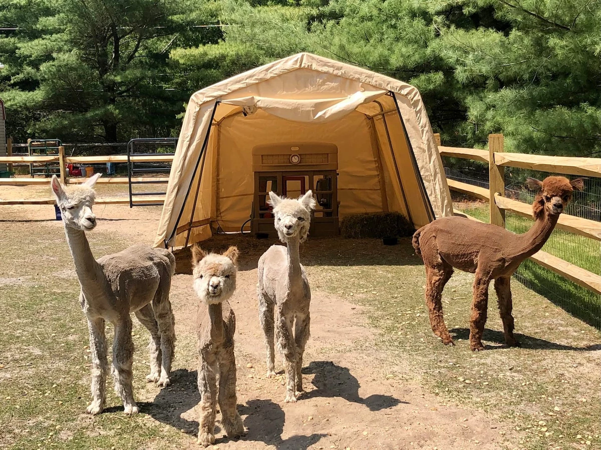 NJ starved for entertainment? Spend the night with alpacas