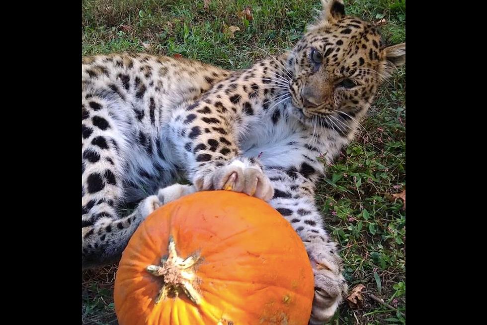 Boo at the Zoo coming to Cape May