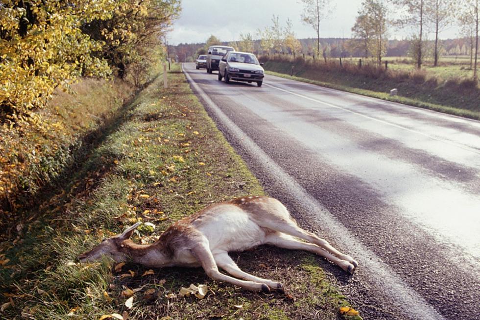 Is roadkill more prominent in NJ this fall? (Opinion)