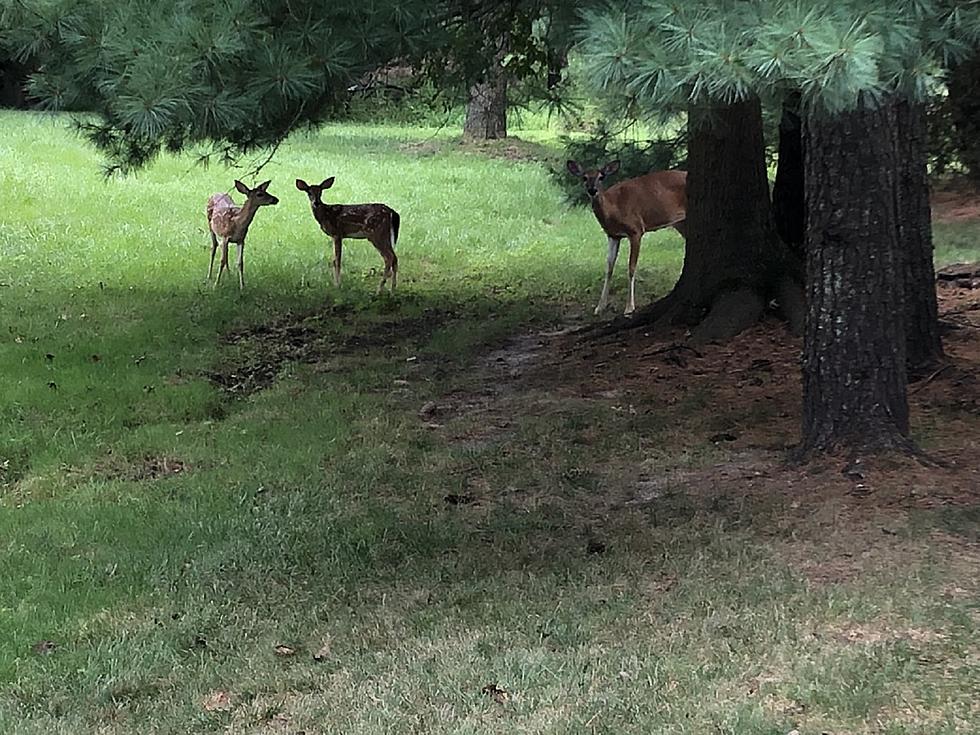 What is the worst part of New Jersey for deer?