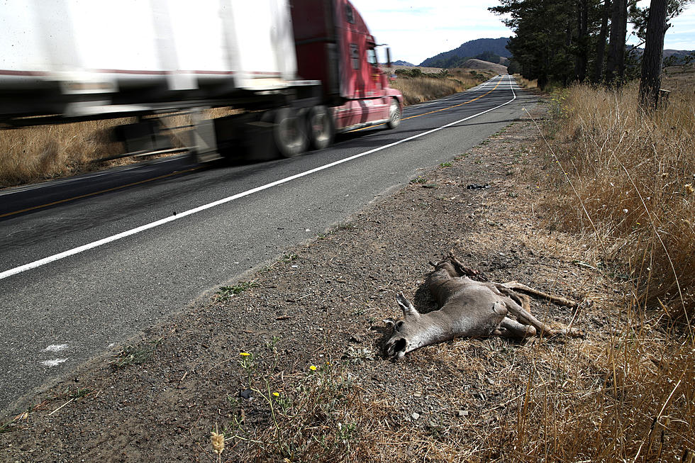 Seeing dead deer carcasses in NJ? Here’s what you need to do