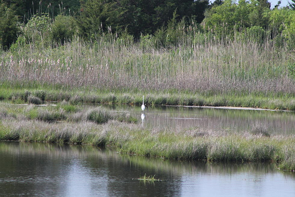 NJ's marshes are in trouble, and Rutgers is studying solutions