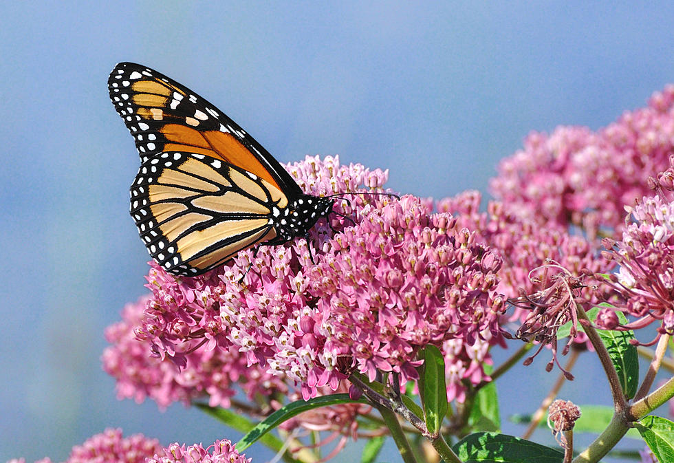 This Is the Peak Season for Monarch Butterflies in New Jersey