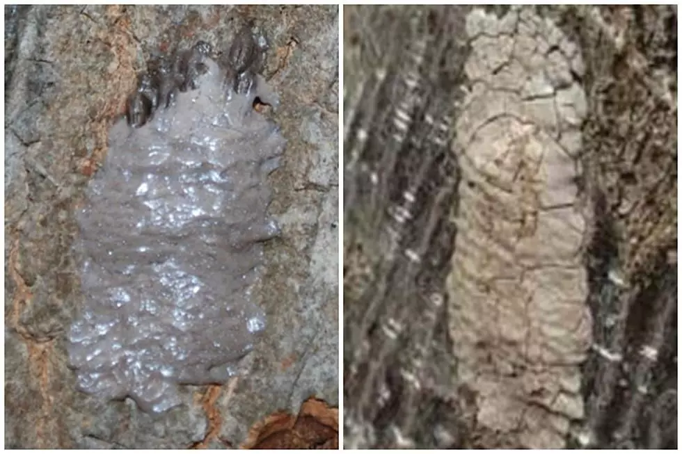 Spotted lanternfly egg masses (New Jersey Department of Agriculture)