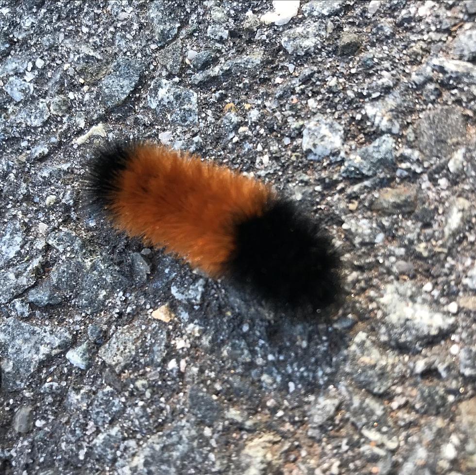 The Woolly Bear Caterpillar and NJ Winter Weather
