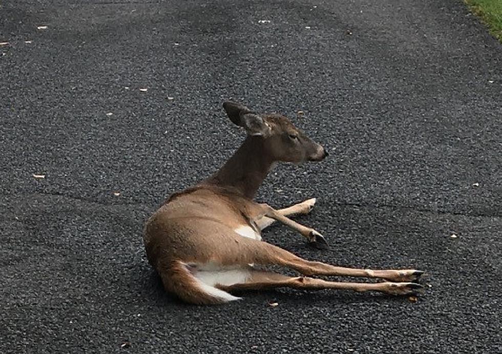 Never mind live deer, carcasses are just as dangerous on New Jersey roads
