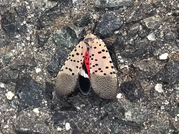 Bug-A-Salt insect-killing gun: Worth a shot against spotted lanternfly? 