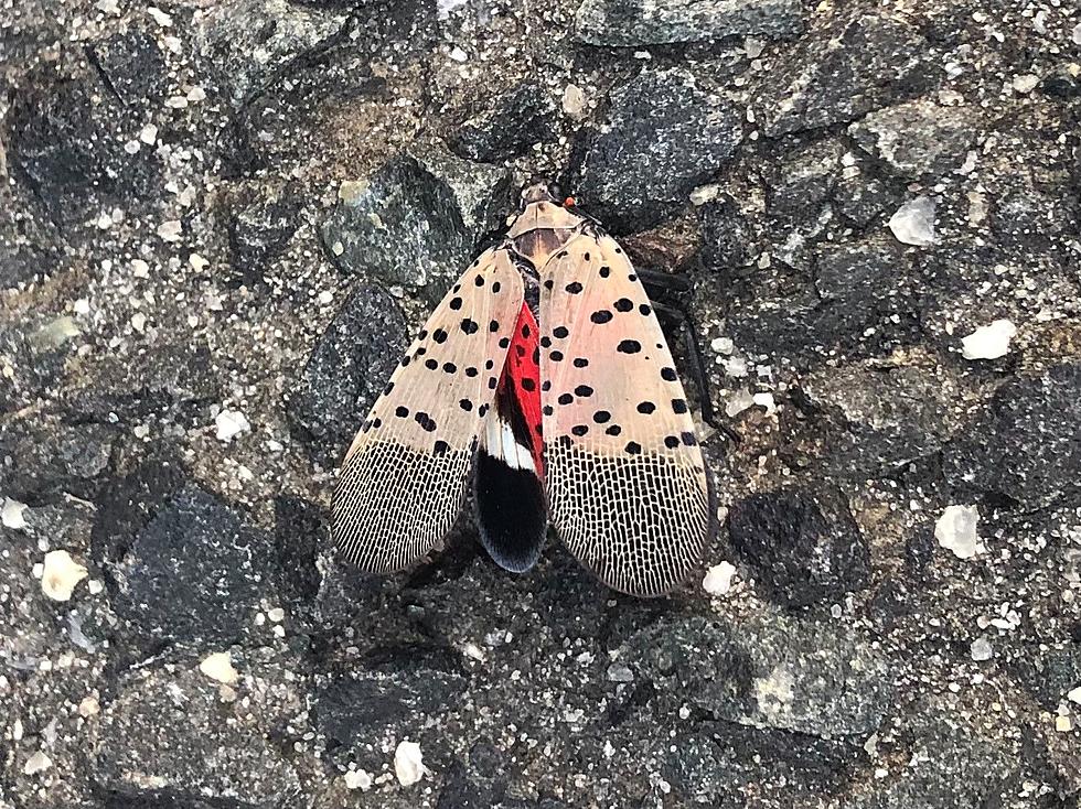 They’re back — spotted lanternfly in nymphal stage throughout NJ