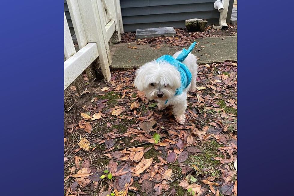 Lost dog wearing Halloween costume in Freehold, NJ is reunited with family
