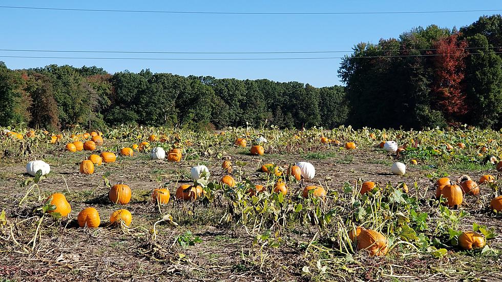 No more hayrides: Beloved NJ family farm shutting down retail business