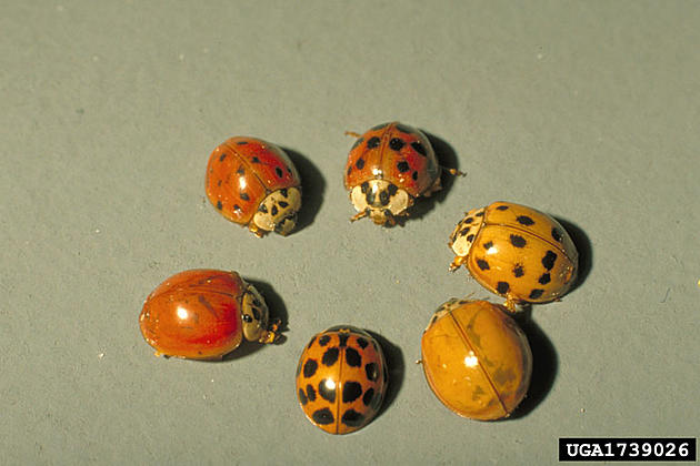How can I get rid of Asian ladybugs in my house?