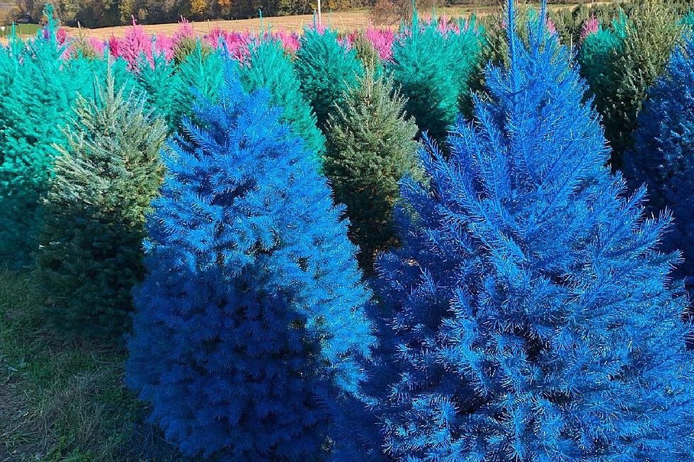 Are colorful Christmas trees New Jersey's next holiday tradition?