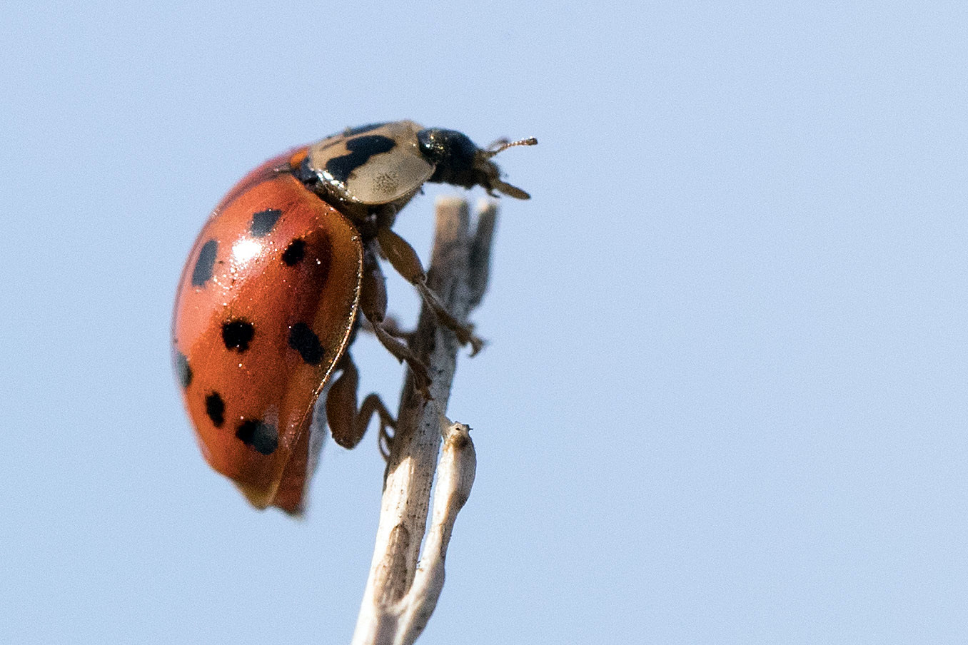 Asian beetles hardwood nj