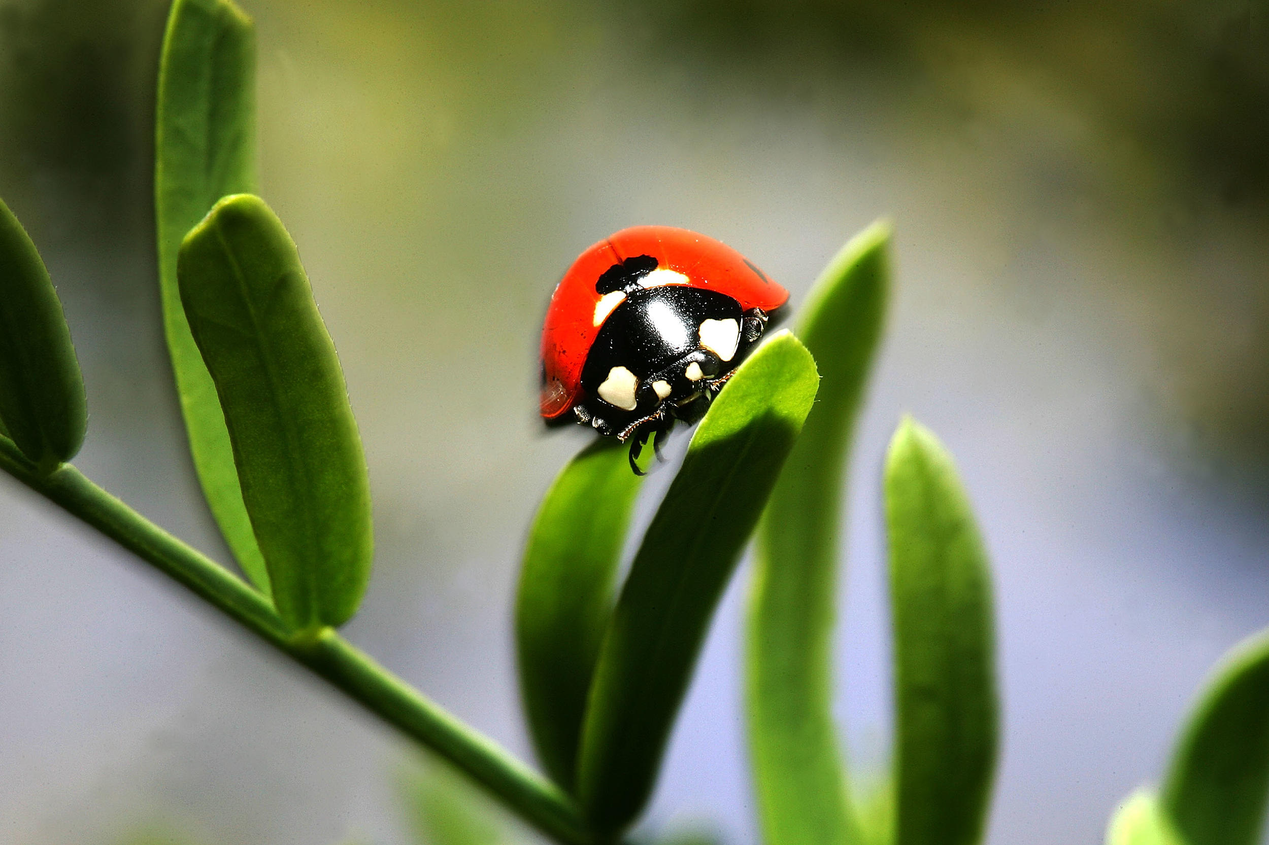 A New Jersey Homeowners Guide To Lady Bugs