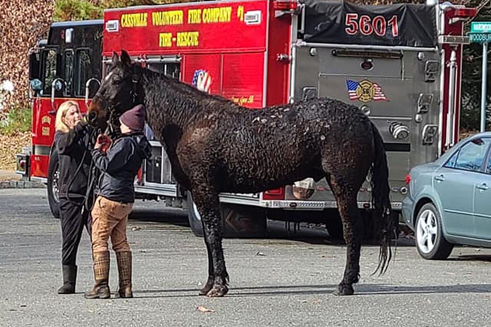 NJ firefighters rescue horse that got stuck
