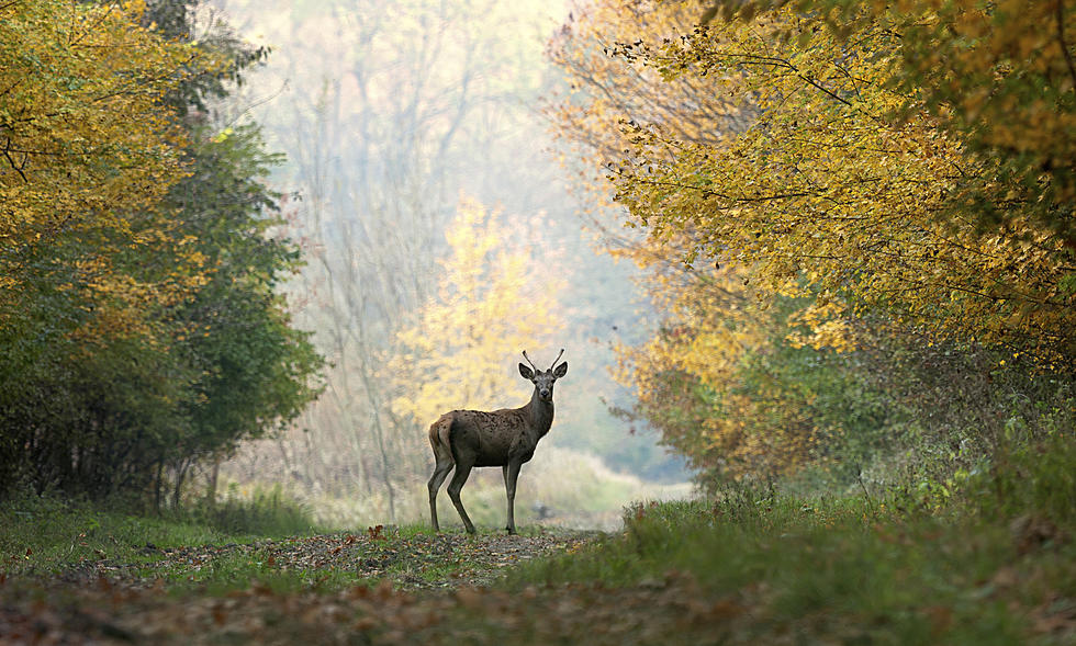 Yes, more NJ deer are dying, but frost killed infectious midges