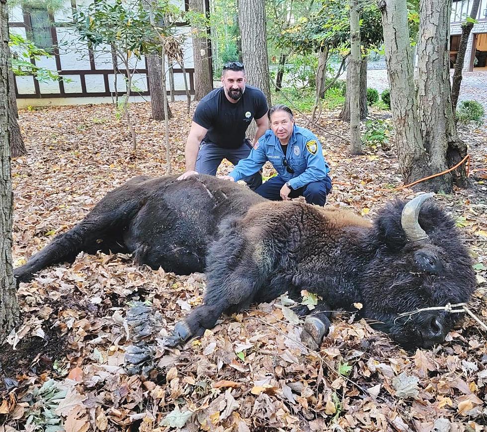 2,500-pound bison escapes in Marlboro, NJ