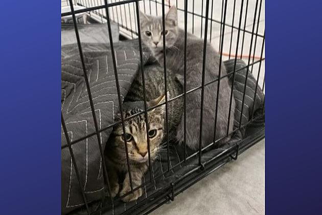 Cats abandoned in carrier on Interstate 295 in Mount Laurel, NJ