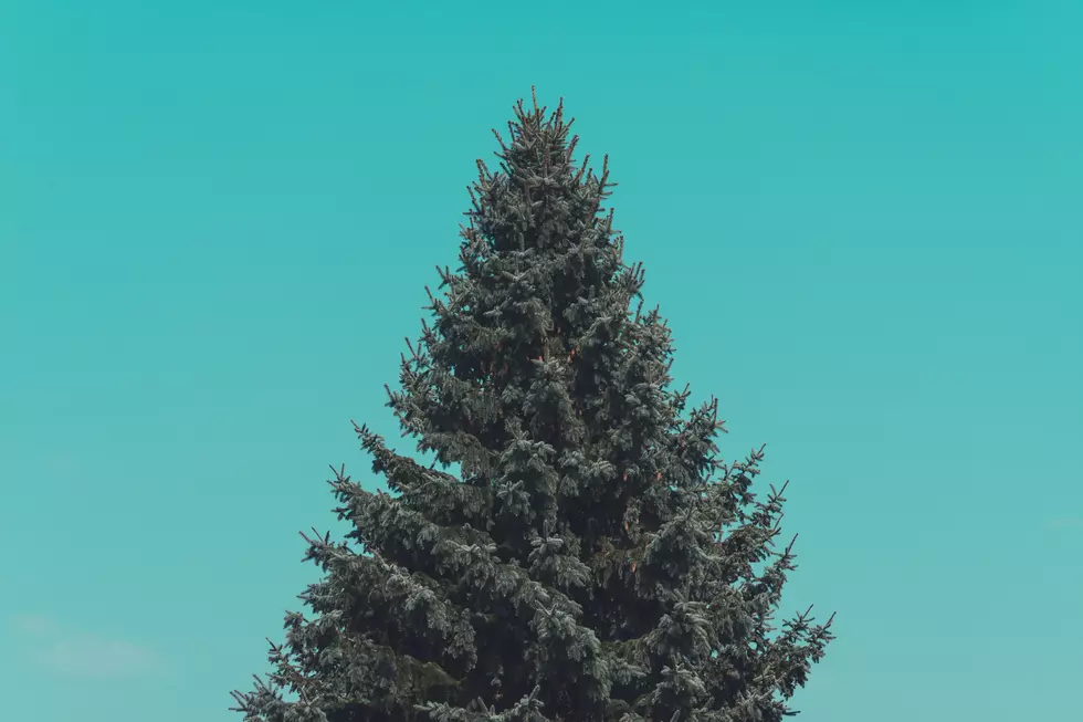 Christmas tree farms in NJ: Where they are, what they’re selling