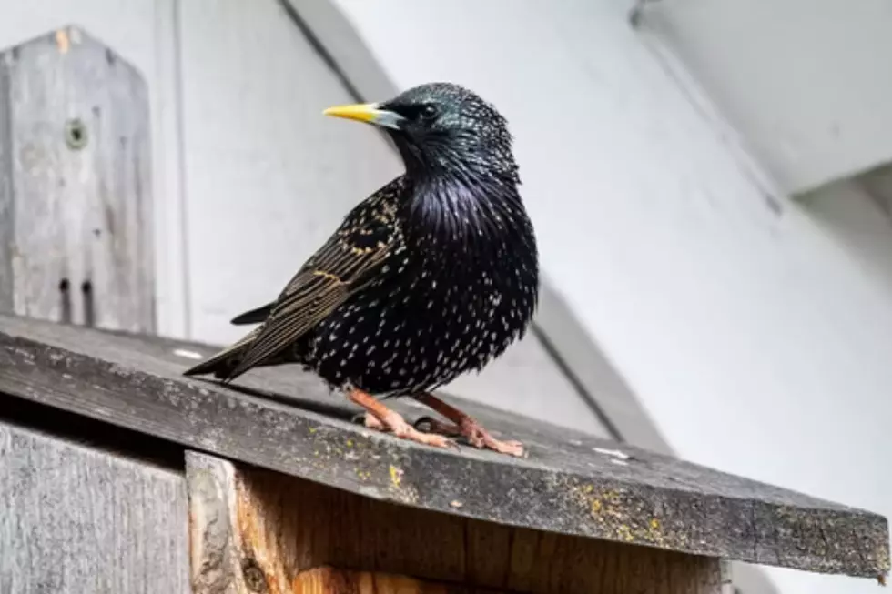 Starling (Photo Credit: John Yunker)