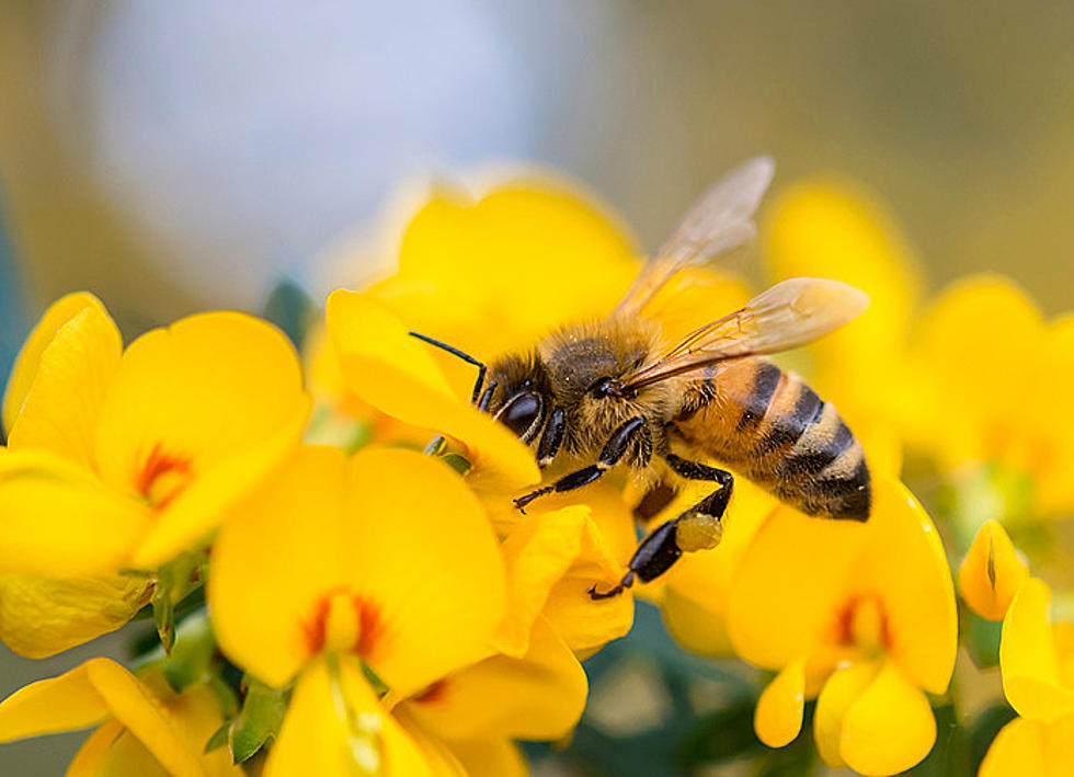NJ lost 50% of its bee colonies: Can 2022 be the year we save them?