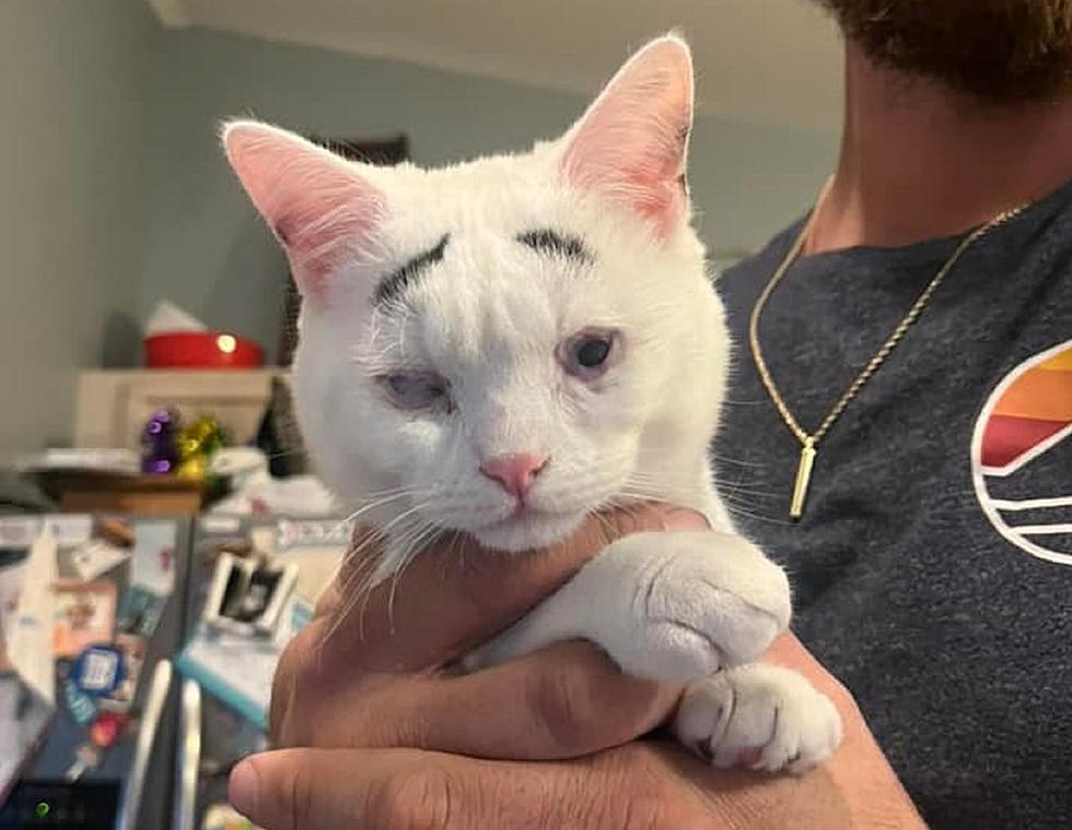 This kitten with eyebrows is up for adoption in Marlton, NJ