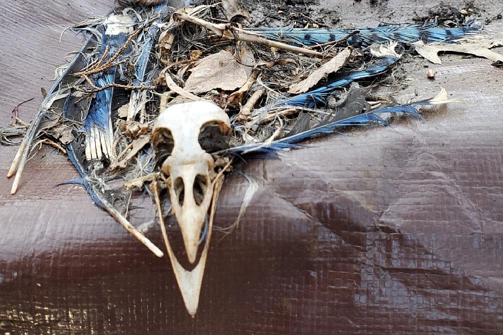 Can anyone in NJ identify this dead bird skull in my yard? (Opinion)
