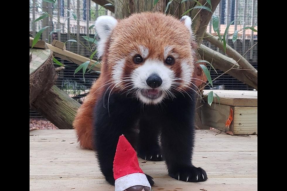 Introducing the Cape May Zoo&#8217;s new red panda, David Bowie