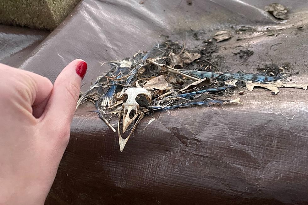 NJ&#8217;s best answers for what this mysterious bird skull could be