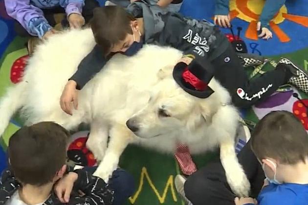 Top-hat wearing great Pyrenees dog is a regular at this NJ elementary school