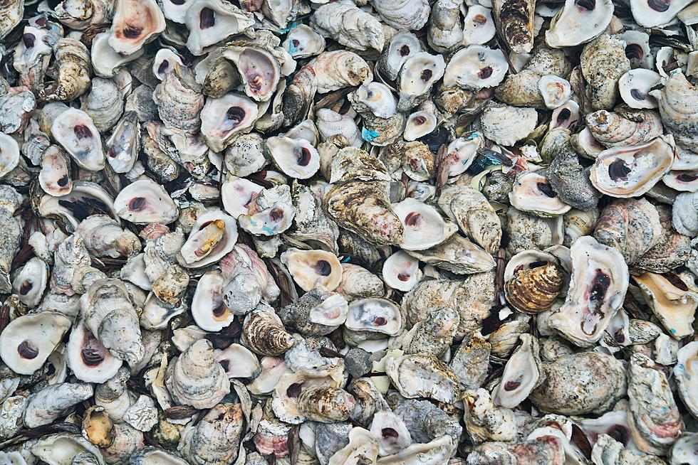 Eating oysters? Why you shouldn’t throw out the shells in NJ