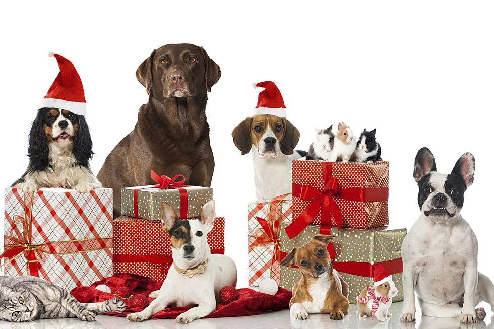 Where to go in NJ for pet photos with Santa