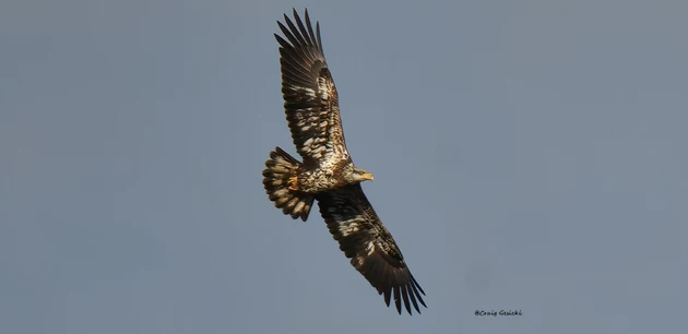 Bald eagles make a monster comeback in NJ and now you can see them