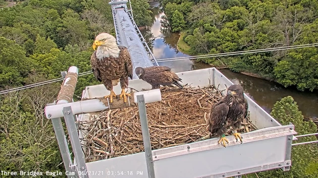 New Jersey Fish & Wildlife - GO EAGLES! 2017 NEW JERSEY BALD EAGLE REPORT!  In 2017, 178 eagle nests were monitored in the nesting season. Of these 153  were active (118 with
