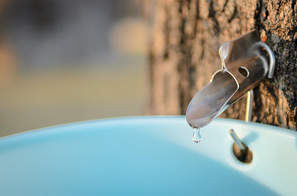 Stockton University’s maple syrup project starts tapping trees