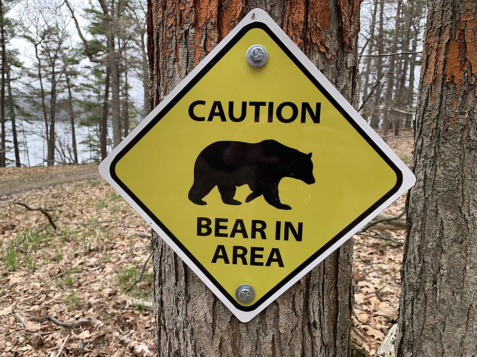 NJ is trying to catch and kill a bear responsible for a deadly dog attack