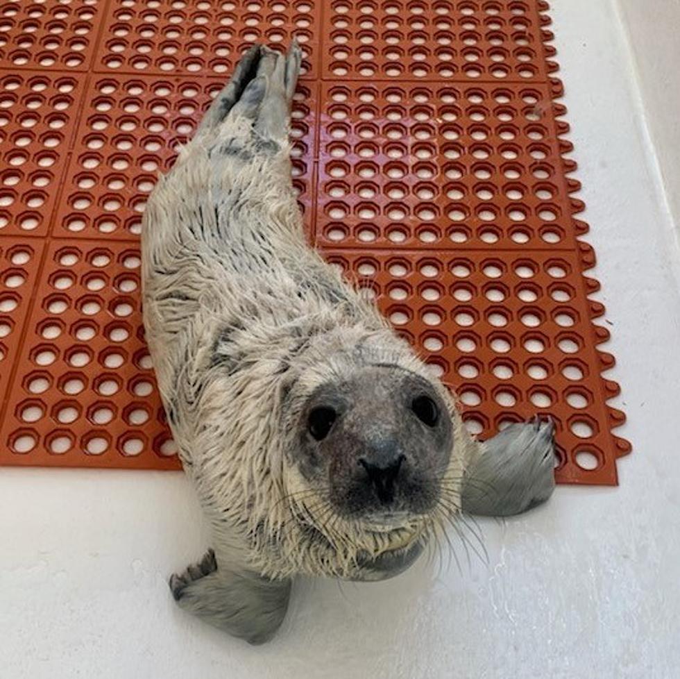 Seaside Park, NJ – Meet the first rescued baby seal of 2022