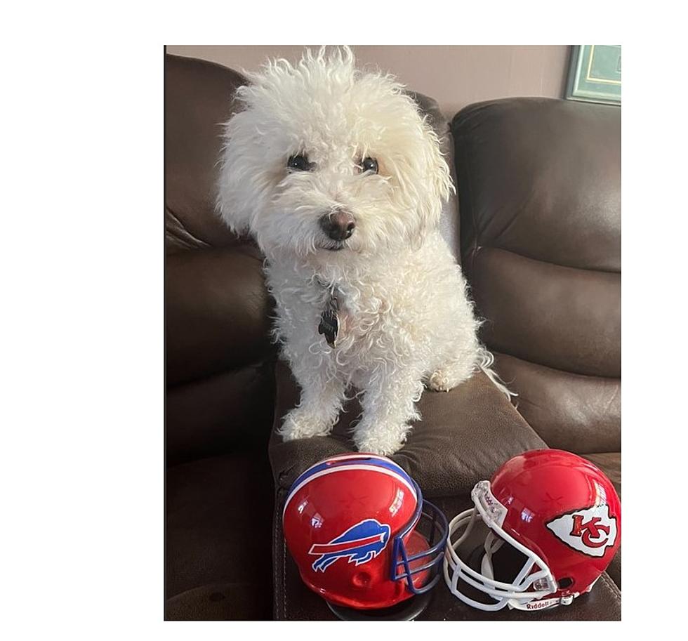 Fluffy&#8217;s Football Forecast Buffalo Bills vs Kansas City Chiefs in AFC Playoff game