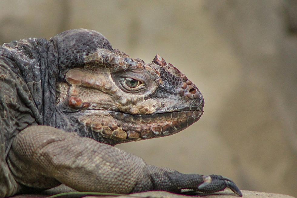 NJ man get house arrest for claiming exotic iguanas were ‘toys’