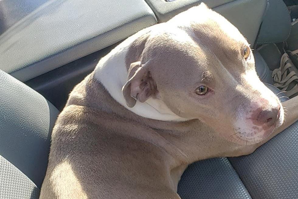 Can you help? Partially paralyzed dog ‘dumped’ from car at Edison, NJ park