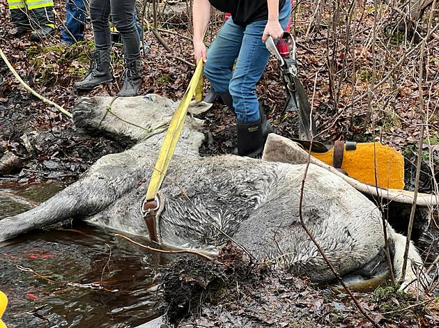 Firefighters Called to Rescue Horse Stuck in Stream in Howell, NJ