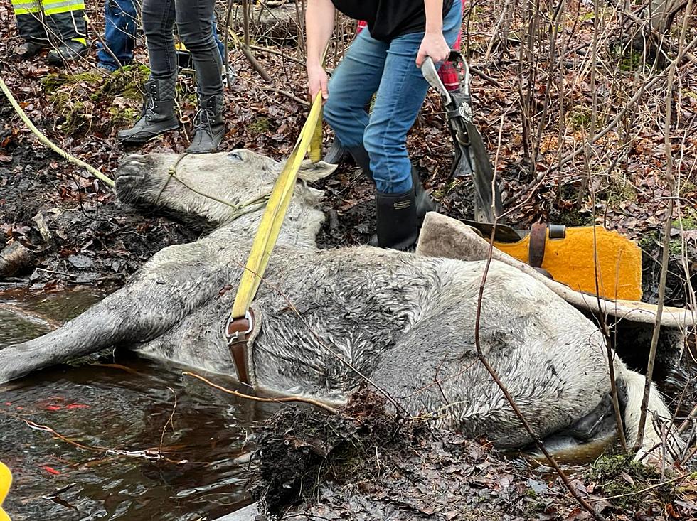 Firefighters Called to Rescue Horse Stuck in Stream in Howell, NJ