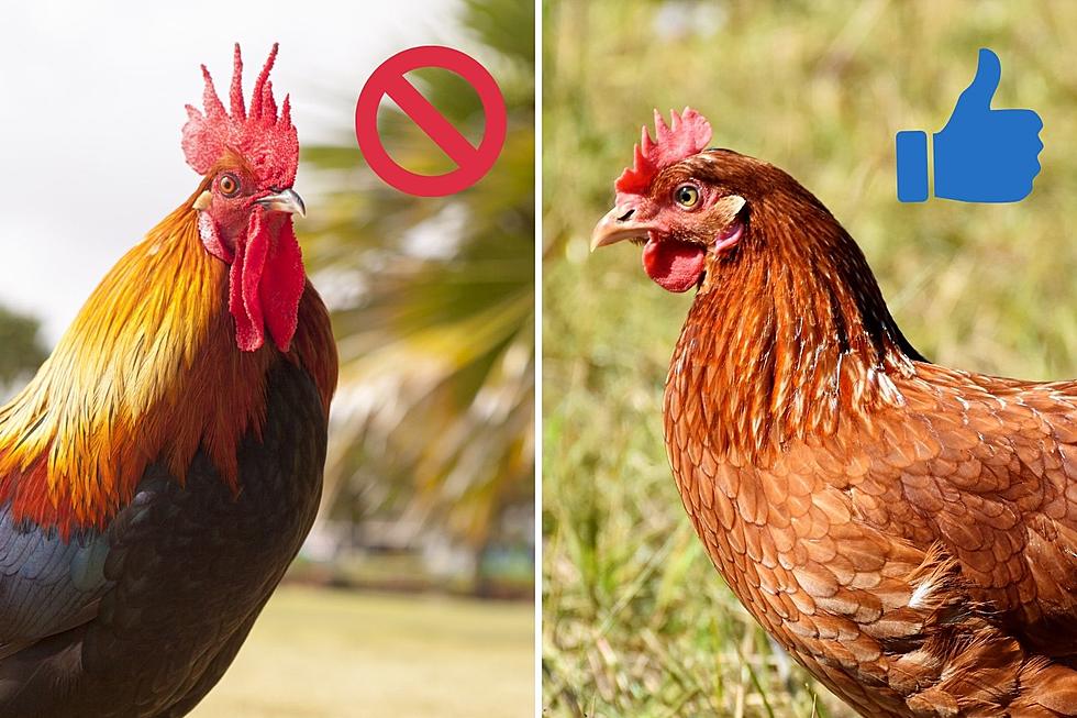 These NJ towns have cried &#8216;fowl&#8217; with a ban on live roosters