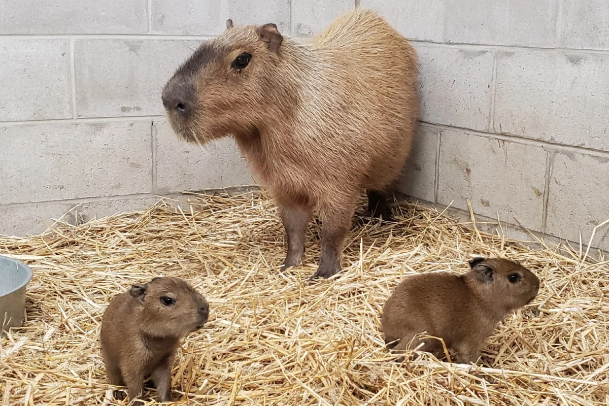 NJ's Cape May County Zoo welcomes more ugly capybara pups