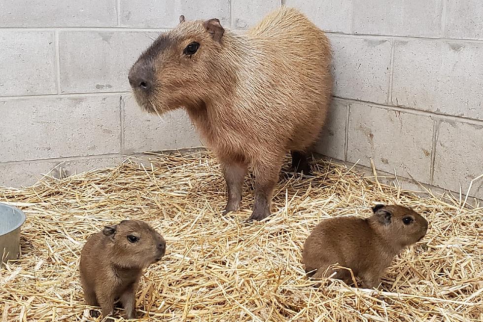 Cape May County Zoo in NJ welcomes more ugly capybara pups (Opinion)