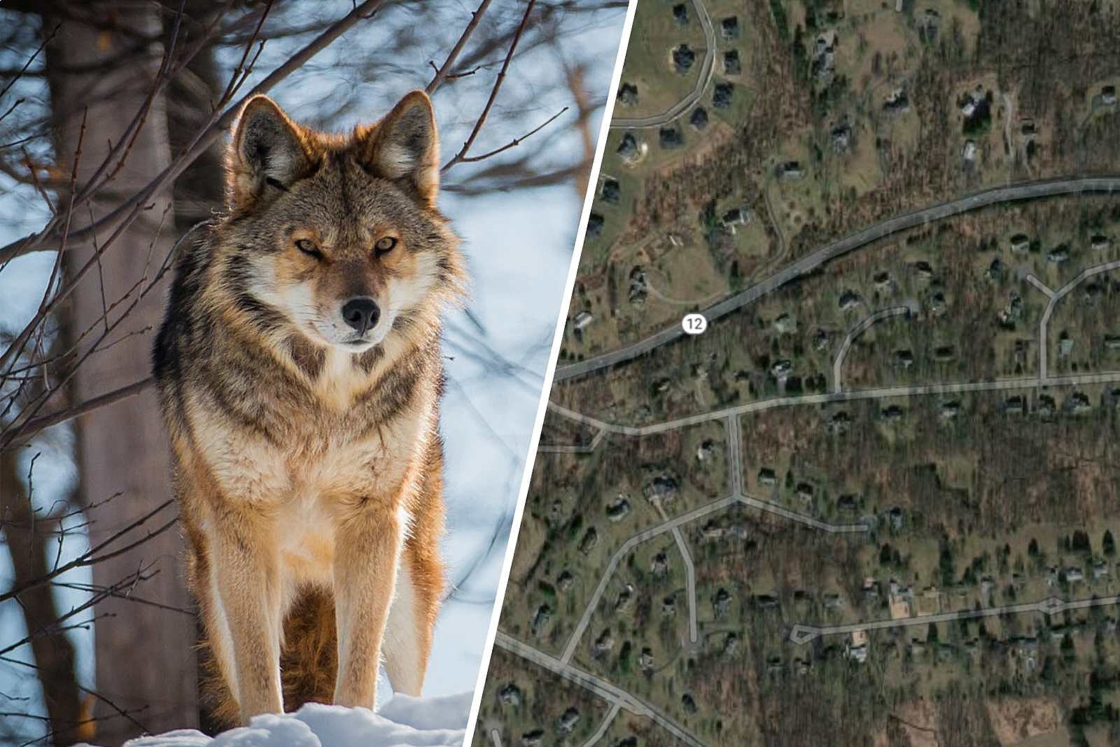 If you're not seeing coyotes in NJ, they're seeing you