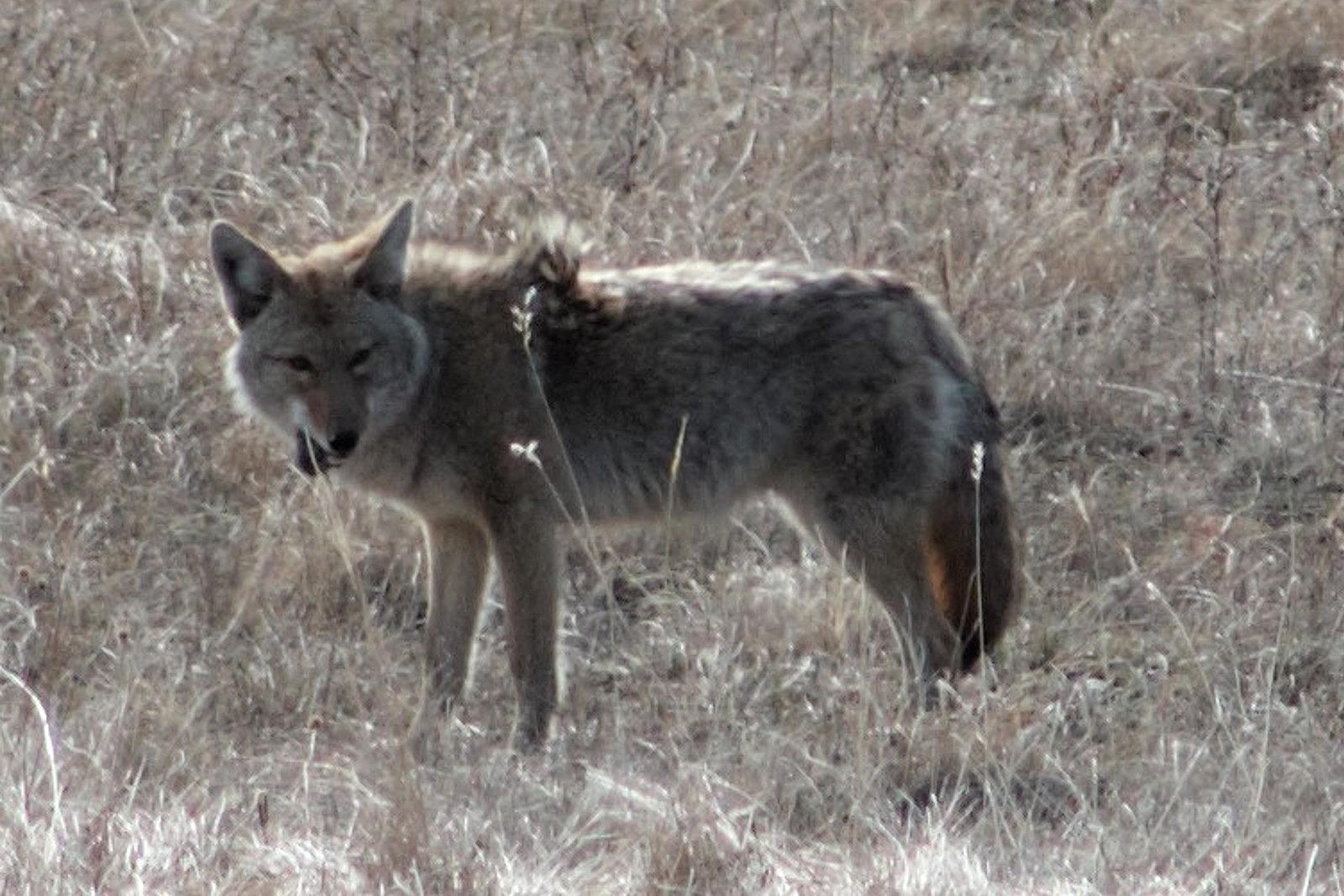 Coyotes Reported in Cranbury