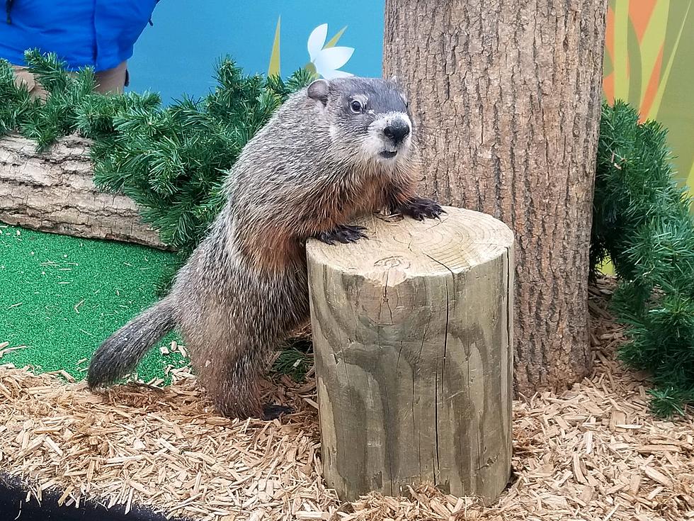 Turtle Back Zoo in NJ has its own groundhog making weather predictions